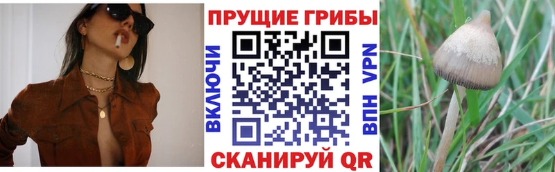 блэк спрут ссылки  Рошаль  Галлюциногенные грибы мухоморы 