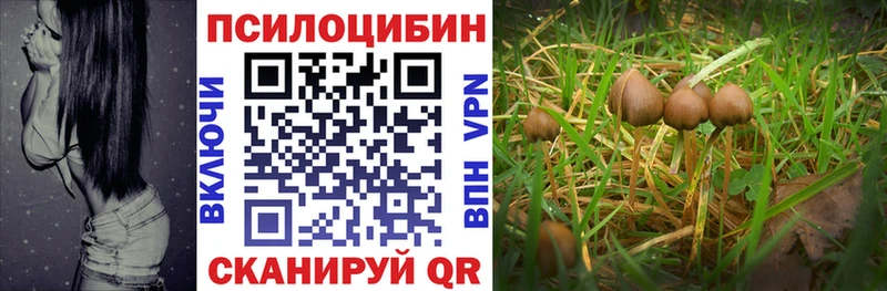 Галлюциногенные грибы Psilocybe Рошаль